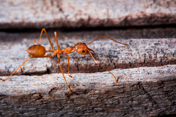 red ant on wooden