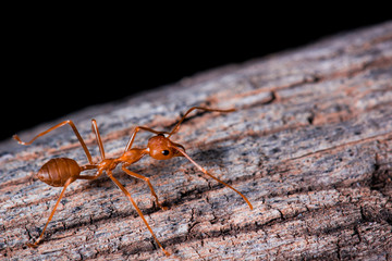 red ant on wooden
