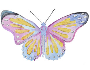 Watercolor butterfly on white