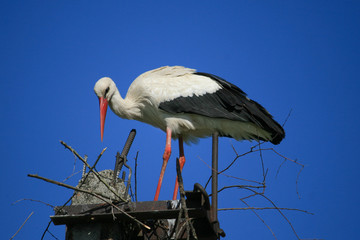 Аист, белый аист