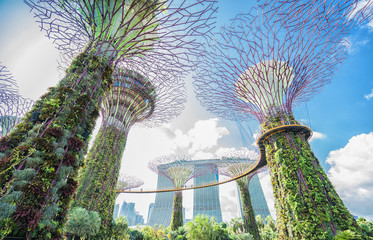 Fototapeta premium Ogród nad zatoką i hotel Marina Bay Sands w Singapurze na tle błękitnego nieba.