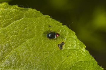  willow flea beetle (Crepidodera aurata) on the leaf