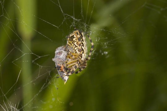 Orb-weaver spider (Araneus) 