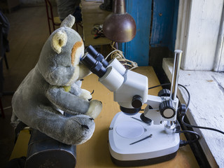 Toy Wolf looks through a microscope