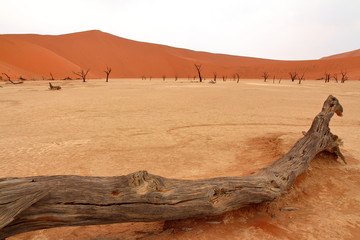 Sossusvlei: dead acacia trees in the Namib Desert, Namibia