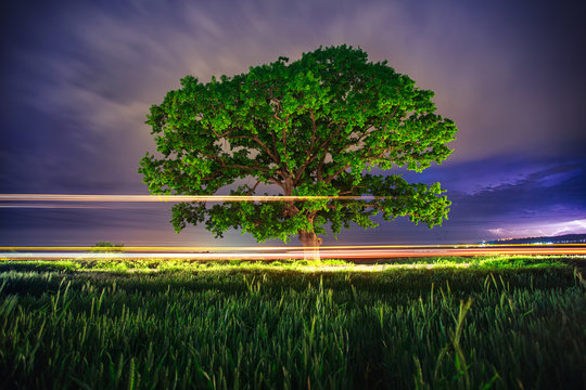 Big Green Tree At Night