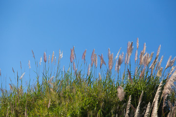 group of thicket flower