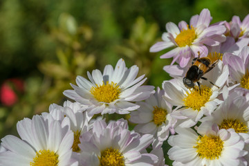 Obraz premium Chrysanthemum Flower with bee in Japanese garden