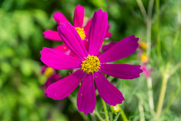 Beautiful Cosmos flowers in Japan.