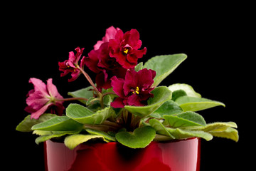 Beautiful home flowers violets.