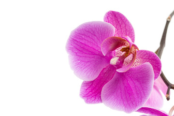 Fototapeta premium Beautiful violet home flowers orchids.