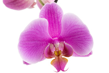 Naklejka na ściany i meble Beautiful violet home flowers orchids.