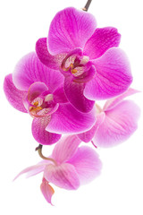 Fototapeta na wymiar Beautiful violet home flowers orchids.