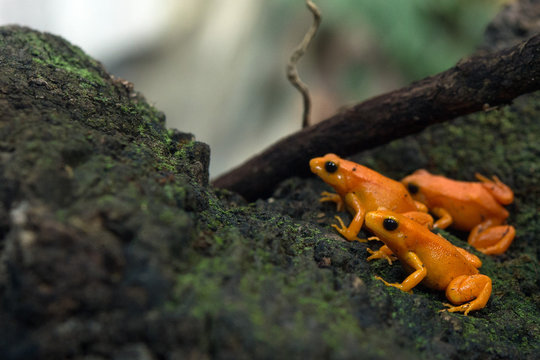 Golden mantella frog of Madagascar