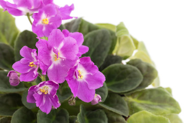 Beautiful home flowers violets.