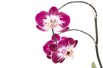 Fototapeta na wymiar Beautiful violet home flowers orchids.