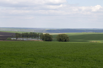 Green field and cloudy day.