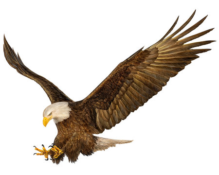 Bald eagle flying hand draw vector illustration.