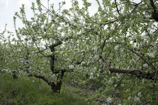 Apple orchard.