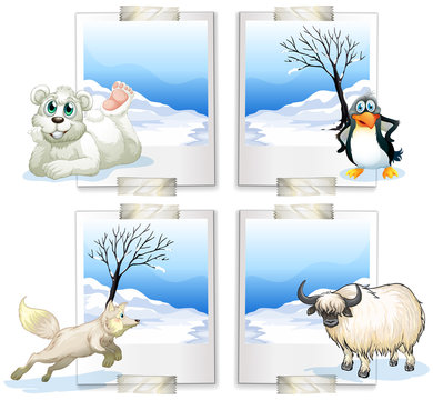 Four kind of arctic animals