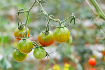 Ripe natural tomatoes growing on a branch (Holland tomato)