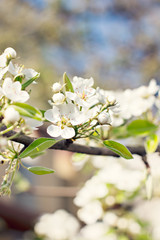Cherry blossoms on a branch in the sunshine. Tonning photo