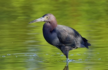 Little Blue Heron (Egretta caerulea) is fishing