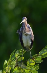 Tricolored Heron (Egretta tricolor)