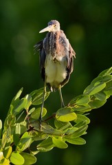 Tricolored Heron (Egretta tricolor)
