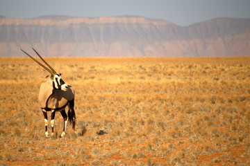 Oryx near Sossusvlei, Namibia