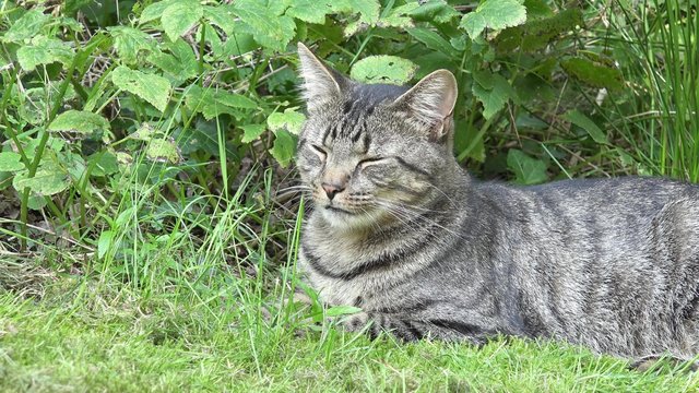 cat lying in the garden