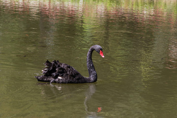 black swan swimming