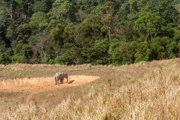 Asian Elephant Elephas maximus in saltlick at Khao Yai national park