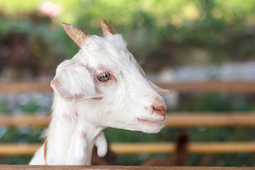 Obraz premium Portrait of a white kid Goat in a Goat farm.