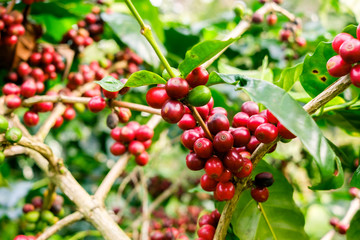Coffee beans on tree