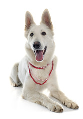 swiss white shepherd