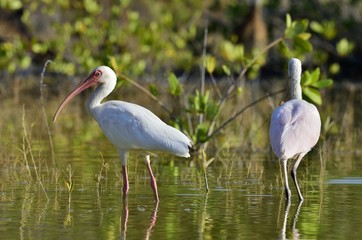 The American white ibis (Eudocimus albus)
