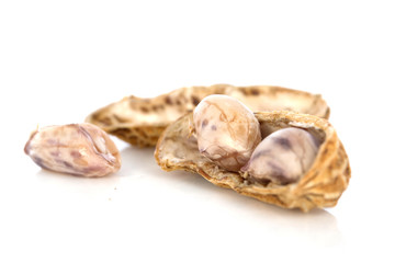 nut isolated on the white background , selective focus