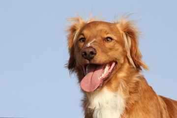 Portrait Mischlingshund vor blauem Himmel