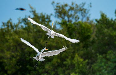 The fighting great egrets ( Ardea alba ). Natural green background. Cuba.