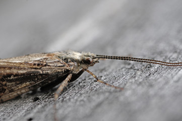 tired moth