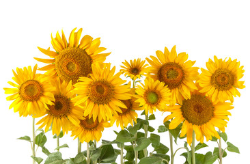 Obraz premium Sunflower bushes