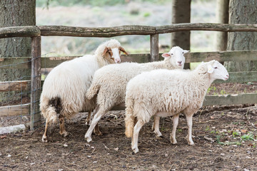 Fototapeta premium Three sheep in close to the fence looking towards the photographer