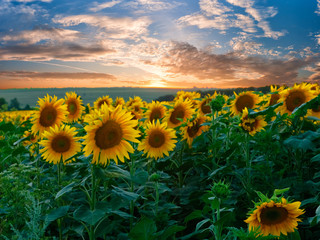 Summer landscape with sunflowers field