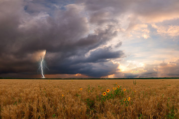 Landscape with wheat field and sunflower © firewings