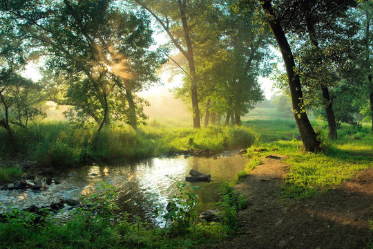 Fototapeta Summer morning in forest