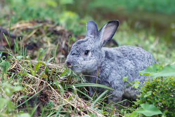 Cute little gray rabbit on green grass.