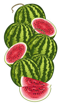 Watermelon Isolated, Watermelon Vector. Composition of Watermelon on white background. Fruit set. Juicy Watermelon, Watermelon Slice. Organic food, citrus fruit. Natural food. 