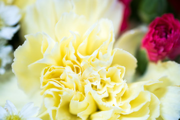 closeup of yellow carnation flower,soft focus