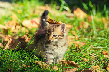 Naklejka na ściany i meble Little kitten walking on the grass with fallen leaves